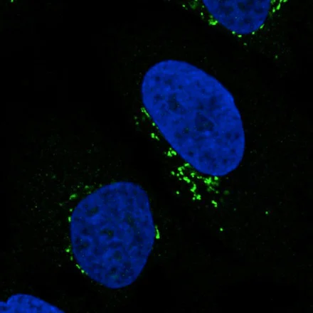 Immunocytochemistry - Anti-GORASP2/GRASP55 antibody [CL2610] (AB211532)