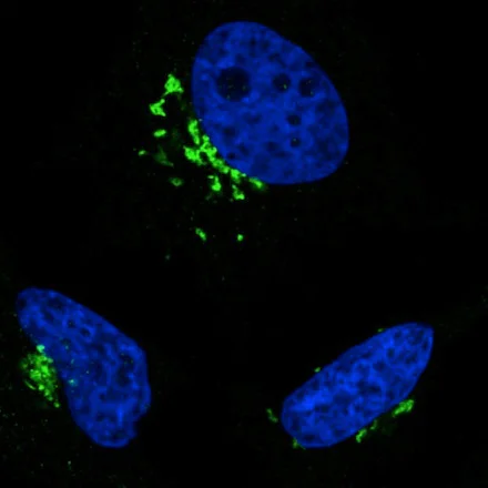 Immunocytochemistry - Anti-GORASP2/GRASP55 antibody [CL2610] (AB211532)