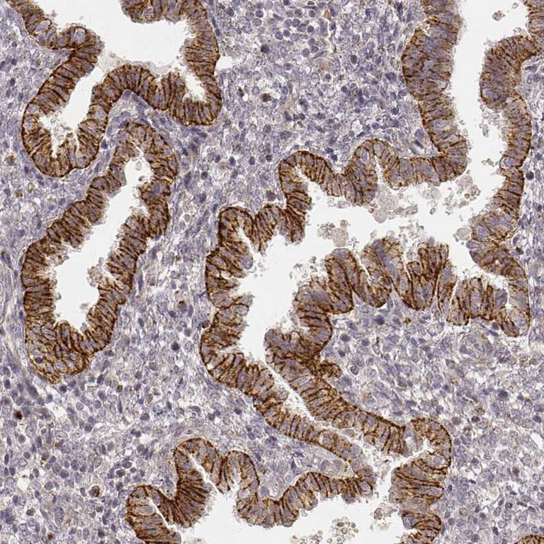 Immunohistochemistry (Formalin/PFA-fixed paraffin-embedded sections) - Anti-GORASP2/GRASP55 antibody [CL2610] (AB211532)