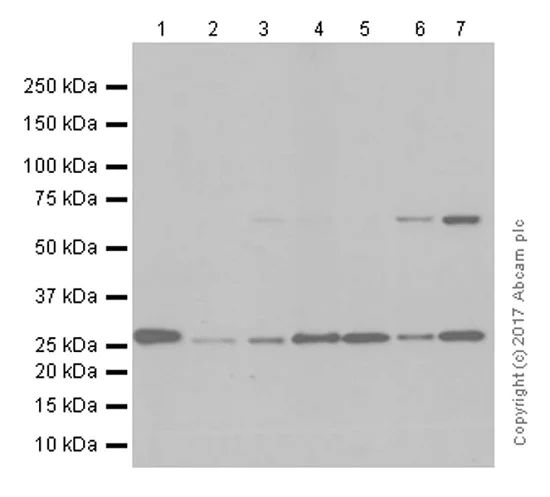 Western blot - Anti-GOSR1/GS28 antibody [EP1768Y] (AB53288)