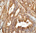 Immunohistochemistry (Formalin/PFA-fixed paraffin-embedded sections) - Anti-GOSR1/GS28 antibody [EP1768Y] - BSA and Azide free (AB232339)