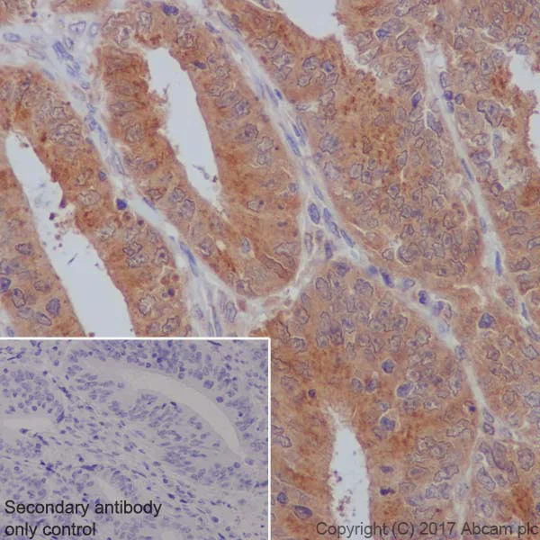 Immunohistochemistry (Formalin/PFA-fixed paraffin-embedded sections) - Anti-GOSR1/GS28 antibody [EP1768Y] - BSA and Azide free (AB232339)