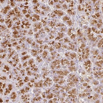 Immunohistochemistry (Formalin/PFA-fixed paraffin-embedded sections) - Anti-GP2 antibody (AB224383), expandable thumbnail