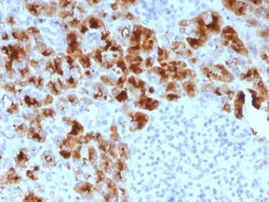 Immunohistochemistry (Formalin/PFA-fixed paraffin-embedded sections) - Anti-GP2 antibody [GP2/1803] - BSA and Azide free (AB237845)