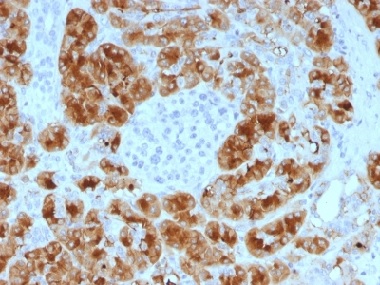 Immunohistochemistry (Formalin/PFA-fixed paraffin-embedded sections) - Anti-GP2 antibody [GP2/1805] (AB238002)