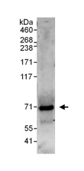 Immunoprecipitation - Anti-gp78 antibody (AB101284), expandable thumbnail