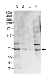 Western blot - Anti-gp78 antibody (AB101284)