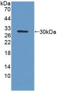 Western blot - Anti-GPA33 antibody (AB231592)