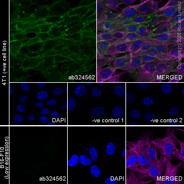 Immunocytochemistry/ Immunofluorescence - Anti-GPA33 antibody [EPR30348-518] (AB324562)