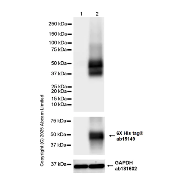 Western blot - Anti-GPA33 antibody [EPR30348-518] (AB324562)