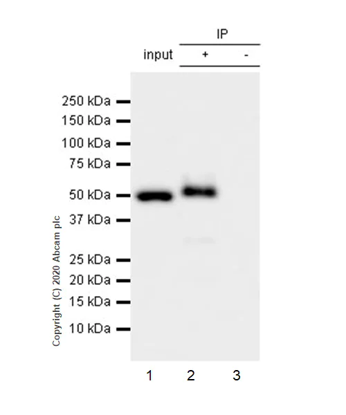 Immunoprecipitation - Anti-GPA33 antibody [EPR4240] (AB108938)