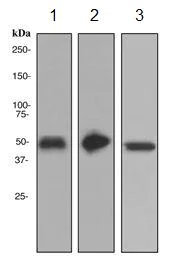 Western blot - Anti-GPA33 antibody [EPR4240] (AB108938)