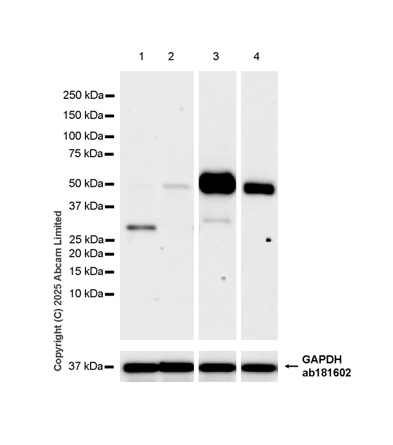 Western blot - Anti-GPA33 antibody [EPR4240] (AB108938)