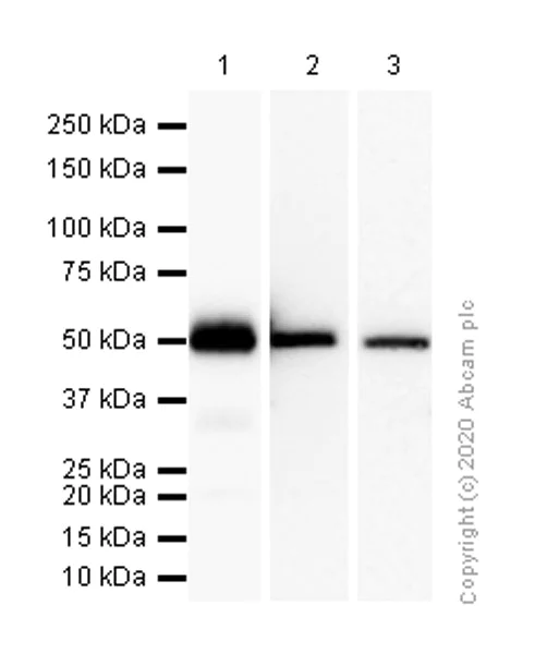 Western blot - Anti-GPA33 antibody [EPR4240] - BSA and Azide free (AB247720)