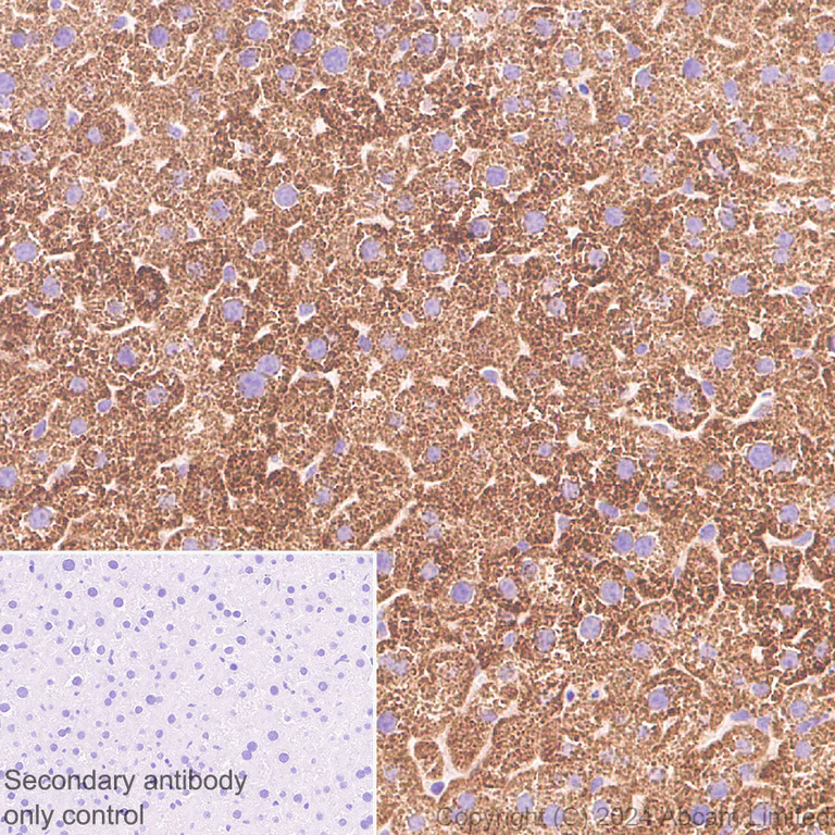 Immunohistochemistry (Formalin/PFA-fixed paraffin-embedded sections) - Anti-GPAM antibody [EPR29023-506] (AB322201)