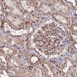 Immunohistochemistry (Formalin/PFA-fixed paraffin-embedded sections) - Anti-GPATCH1 antibody (AB130413)