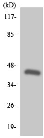 Western blot - Anti-GPCR G2A antibody (AB136237)