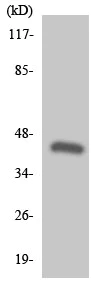 Western blot - Anti-GPCR G2A antibody (AB136237)