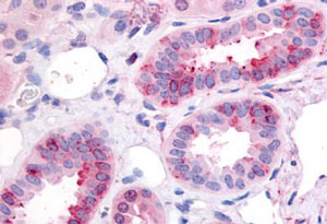 Immunohistochemistry (Formalin/PFA-fixed paraffin-embedded sections) - Anti-GPCR GPR1 antibody (AB188977)