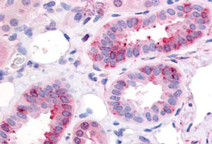 Immunohistochemistry (Formalin/PFA-fixed paraffin-embedded sections) - Anti-GPCR GPR1 antibody (AB188977)