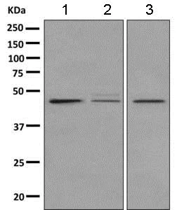 Western blot - Anti-GPCR GPR1 antibody [EPR11008] - BSA and Azide free (AB249312)