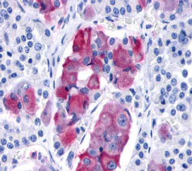 Immunohistochemistry (Formalin/PFA-fixed paraffin-embedded sections) - Anti-GPCR GPR10 antibody - Extracellular domain (AB140949)