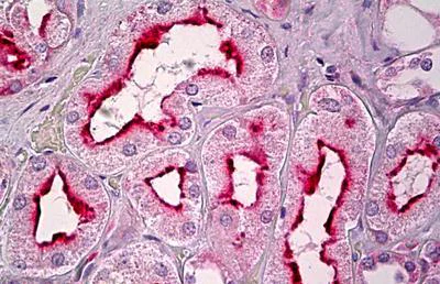 Immunohistochemistry (Formalin/PFA-fixed paraffin-embedded sections) - Anti-GPCR GPR101 antibody (AB131117)
