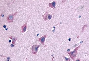 Immunohistochemistry (Formalin/PFA-fixed paraffin-embedded sections) - Anti-GPCR GPR103 antibody - N-terminal (AB188976)