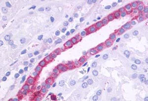 Immunohistochemistry (Formalin/PFA-fixed paraffin-embedded sections) - Anti-GPCR GPR110 antibody (AB150547)