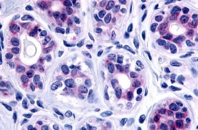 Immunohistochemistry (Formalin/PFA-fixed paraffin-embedded sections) - Anti-GPCR GPR115 antibody - C-terminal (AB150485)