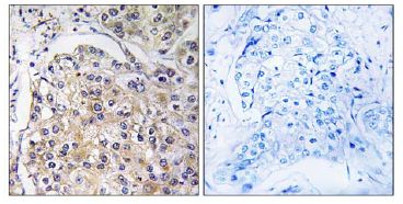 Immunohistochemistry (Formalin/PFA-fixed paraffin-embedded sections) - Anti-GPCR GPR116 antibody (AB111169)