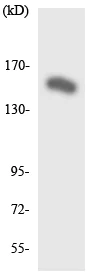 Western blot - Anti-GPCR GPR116 antibody (AB136262)