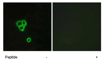 Immunocytochemistry/ Immunofluorescence - Anti-GPCR GPR119 antibody (AB75312)