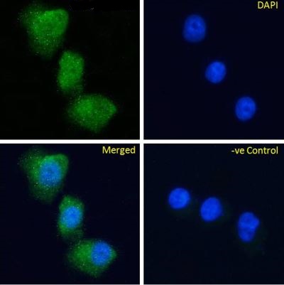 Immunocytochemistry/ Immunofluorescence - Anti-GPCR GPR119 antibody [Gipg013] (AB288416), expandable thumbnail