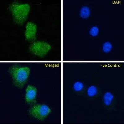 Immunocytochemistry/ Immunofluorescence - Anti-GPCR GPR119 antibody [Gipg013] (AB288416)