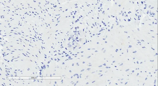 Immunohistochemistry (Formalin/PFA-fixed paraffin-embedded sections) - Anti-GPCR GPR120 antibody (AB223512)
