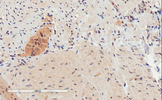 Immunohistochemistry (Formalin/PFA-fixed paraffin-embedded sections) - Anti-GPCR GPR120 antibody (AB223512)