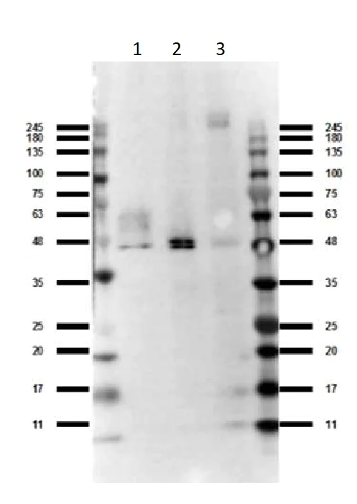 Western blot - Anti-GPCR GPR120 antibody (AB263964)