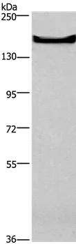 Western blot - Anti-GPCR GPR124 antibody (AB198817)