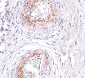 Immunohistochemistry (Formalin/PFA-fixed paraffin-embedded sections) - Anti-GPCR GPR124 antibody (AB67279)