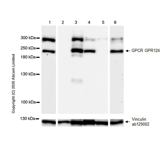 Western blot - Anti-GPCR GPR124 antibody [EPR28788-180] (AB325183)