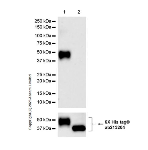 Western blot - Anti-GPCR GPR124 antibody [EPR28788-180] (AB325183)