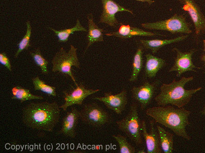 Immunocytochemistry/ Immunofluorescence - Anti-GPCR GPR125 antibody (AB51705), expandable thumbnail