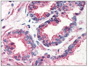 Immunohistochemistry (Formalin/PFA-fixed paraffin-embedded sections) - Anti-GPCR GPR126 antibody (AB117092)