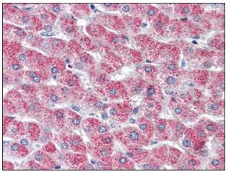 Immunohistochemistry (Formalin/PFA-fixed paraffin-embedded sections) - Anti-GPCR GPR126 antibody (AB117092)