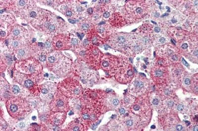 Immunohistochemistry (Formalin/PFA-fixed paraffin-embedded sections) - Anti-GPCR GPR126 antibody (AB150562)