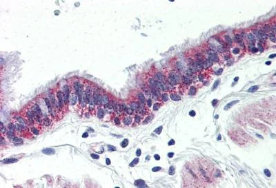 Immunohistochemistry (Formalin/PFA-fixed paraffin-embedded sections) - Anti-GPCR GPR126 antibody (AB150562)