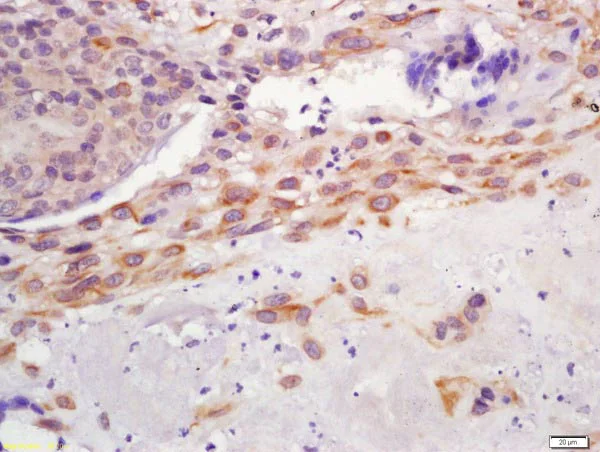 Immunohistochemistry (Formalin/PFA-fixed paraffin-embedded sections) - Anti-GPCR GPR126 antibody (AB218046)