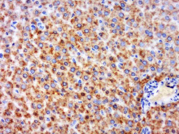 Immunohistochemistry (Formalin/PFA-fixed paraffin-embedded sections) - Anti-GPCR GPR126 antibody (AB218046)