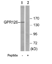 Western blot - Anti-GPCR GPR126 antibody (AB75356)